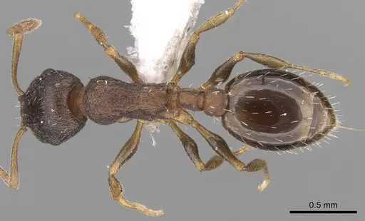 Temnothorax tergestinus - CASENT0906025