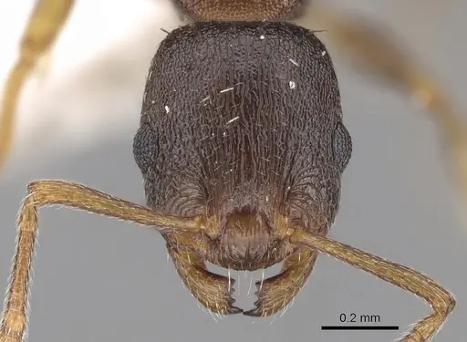 Temnothorax tergestinus - CASENT0906025