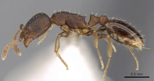 Temnothorax tergestinus - CASENT0906025