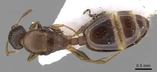 Temnothorax tergestinus - CASENT0906026