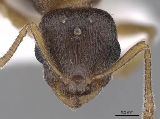 Temnothorax tergestinus - CASENT0906026