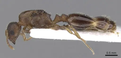 Temnothorax tergestinus - CASENT0906026