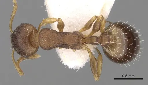 Temnothorax tergestinus - CASENT0906027