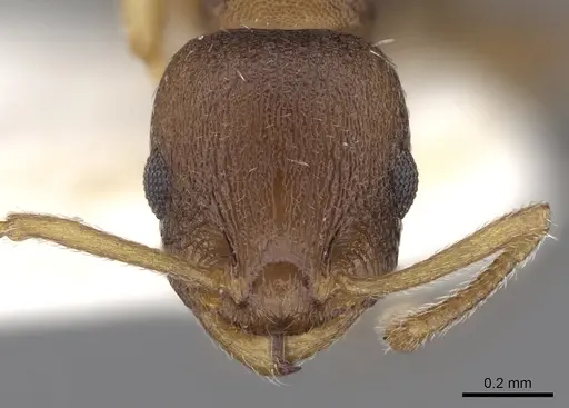 Temnothorax tergestinus - CASENT0906027