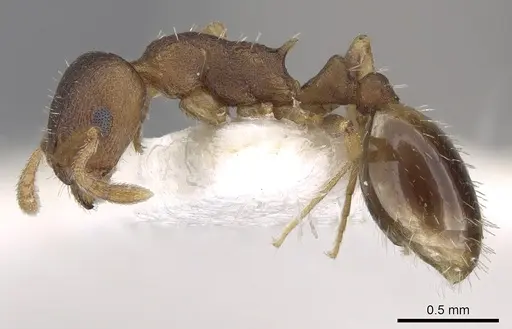 Temnothorax tergestinus - CASENT0906027