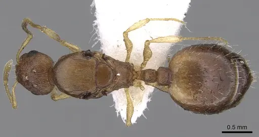 Temnothorax tergestinus - CASENT0906031