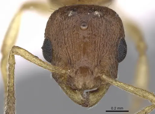 Temnothorax tergestinus - CASENT0906031