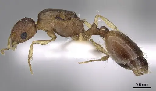 Temnothorax tergestinus - CASENT0906031