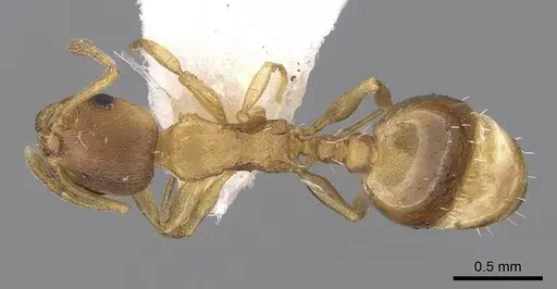 Temnothorax tergestinus - CASENT0906032