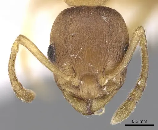 Temnothorax tergestinus - CASENT0906032