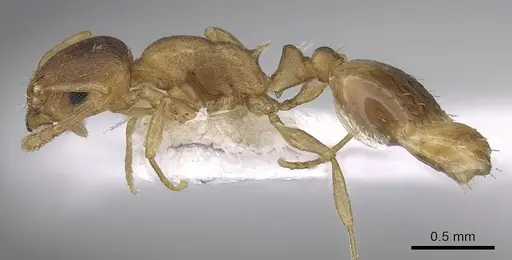 Temnothorax tergestinus - CASENT0906032