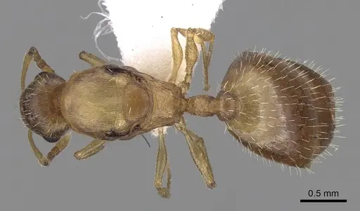 Temnothorax tergestinus - CASENT0906033