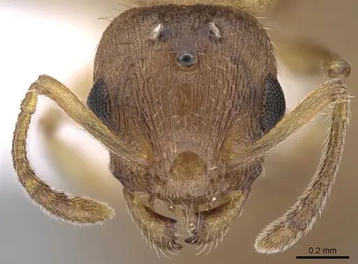 Temnothorax tergestinus - CASENT0906033