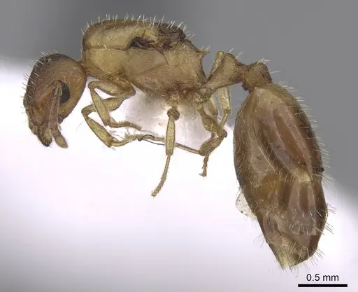 Temnothorax tergestinus - CASENT0906033