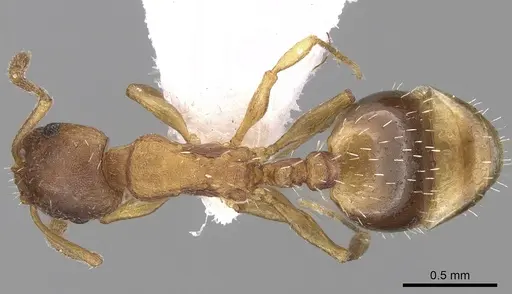 Temnothorax tergestinus - CASENT0906034