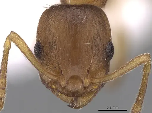 Temnothorax tergestinus - CASENT0906034