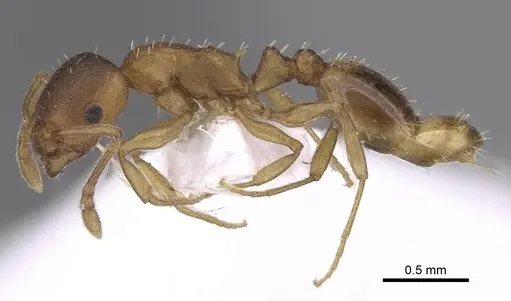 Temnothorax tergestinus - CASENT0906034