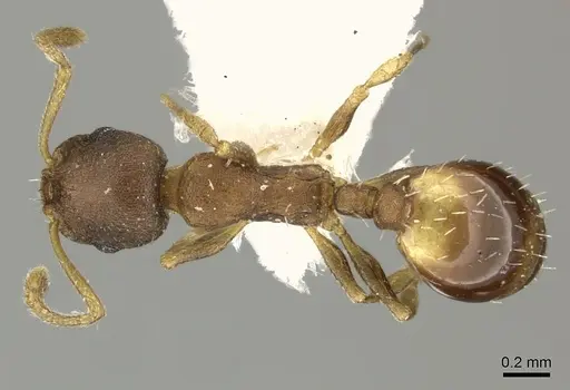 Temnothorax tergestinus - CASENT0906694