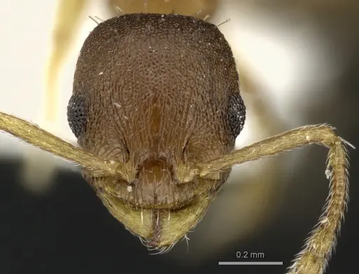 Temnothorax tergestinus - CASENT0906694