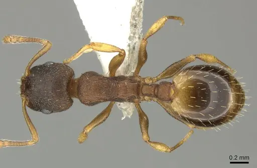 Temnothorax tergestinus - CASENT0906708