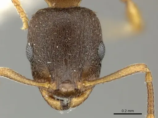 Temnothorax tergestinus - CASENT0906708