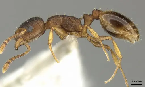 Temnothorax tergestinus - CASENT0906708