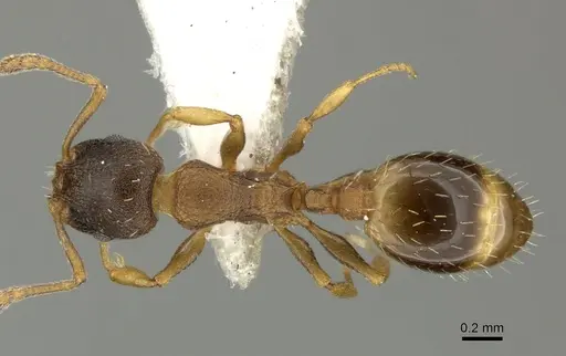 Temnothorax tergestinus - CASENT0906709