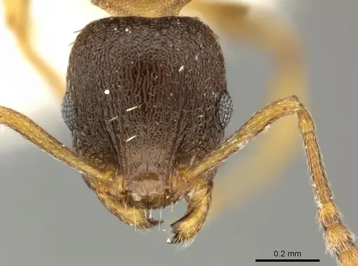 Temnothorax tergestinus - CASENT0906709