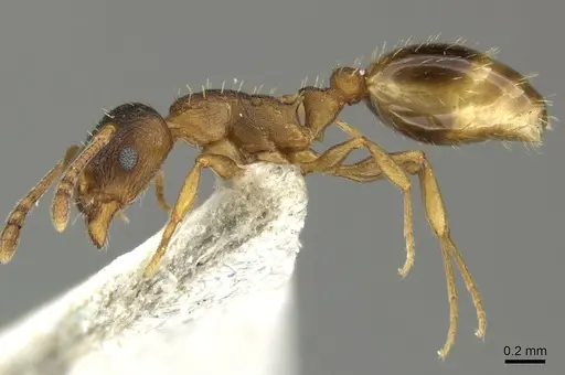 Temnothorax tergestinus - CASENT0906709