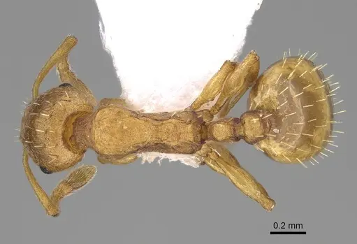 Temnothorax tergestinus - CASENT0922701