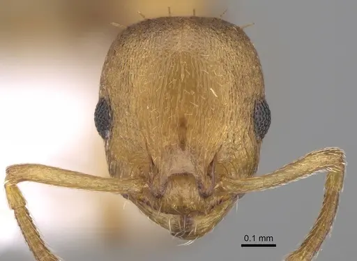 Temnothorax tergestinus - CASENT0922701