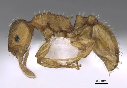 Temnothorax tergestinus - CASENT0922701