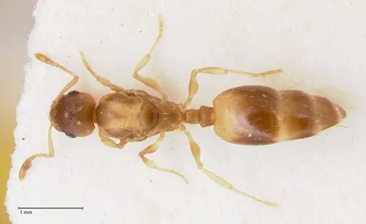 Temnothorax tergestinus - FOCOL0741