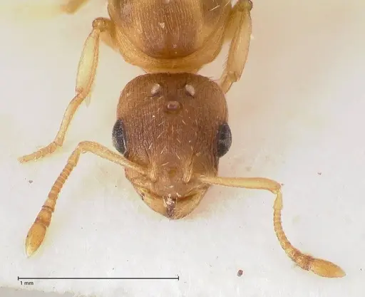 Temnothorax tergestinus - FOCOL0741