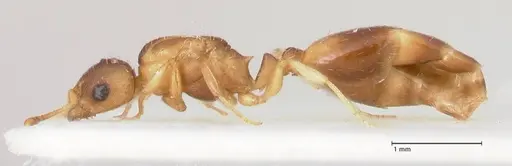 Temnothorax tergestinus - FOCOL0741