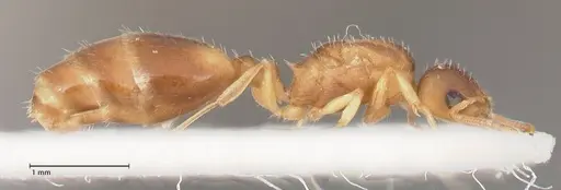 Temnothorax tergestinus - FOCOL0741