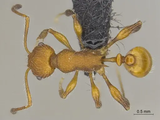 Temnothorax terraztecus specimen