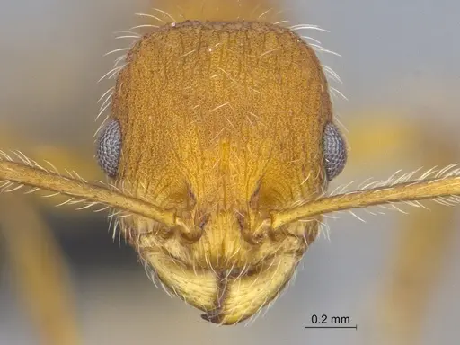 Temnothorax terraztecus specimen