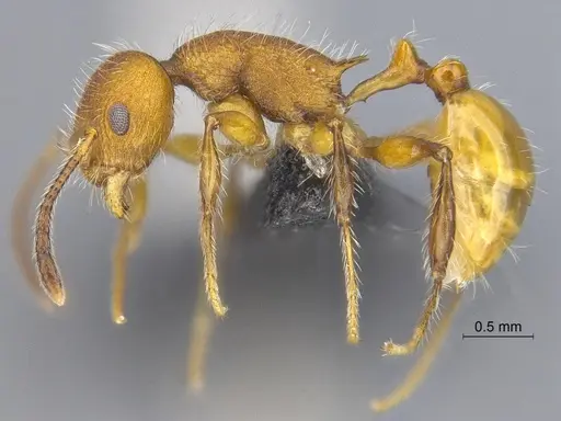 Temnothorax terraztecus specimen