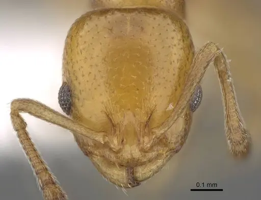 Temnothorax terricola specimen