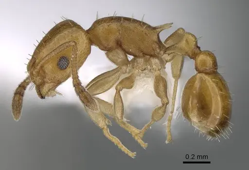 Temnothorax terricola specimen