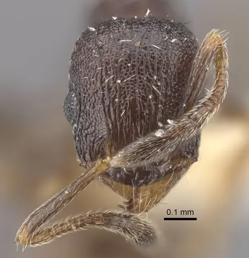 Temnothorax tesquorum specimen