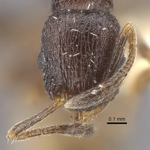 Temnothorax tesquorum specimen