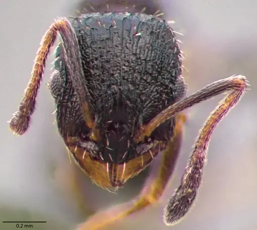 Temnothorax texanus specimen