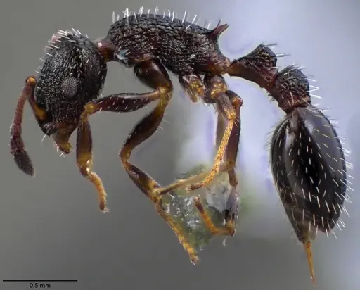 Temnothorax texanus specimen