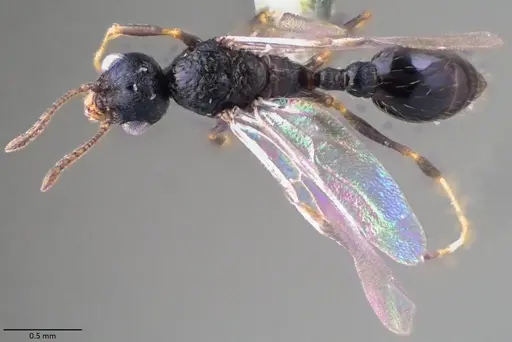 Temnothorax texanus - ANTWEB1060064