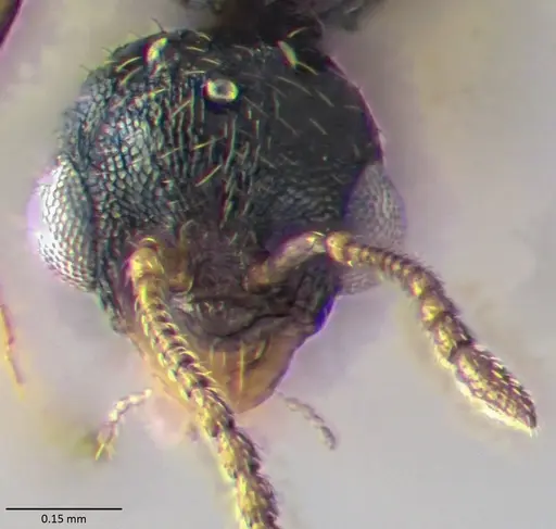 Temnothorax texanus - ANTWEB1060064