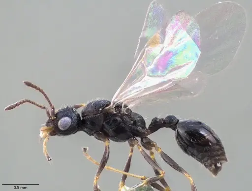 Temnothorax texanus - ANTWEB1060064