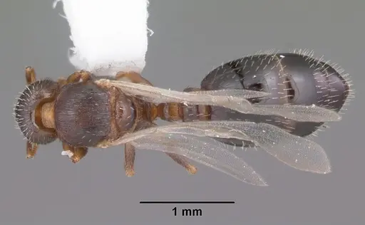 Temnothorax texanus - CASENT0104062