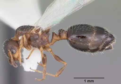 Temnothorax texanus - CASENT0104062